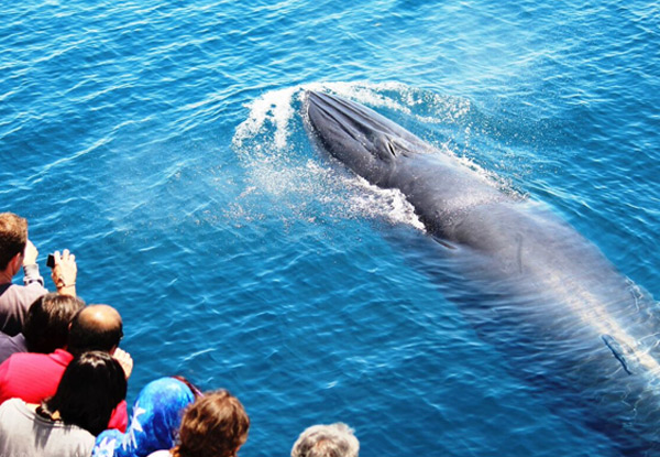 Up to 50% off Auckland Whale & Dolphin Safari Tickets - Adult & Child Options Available