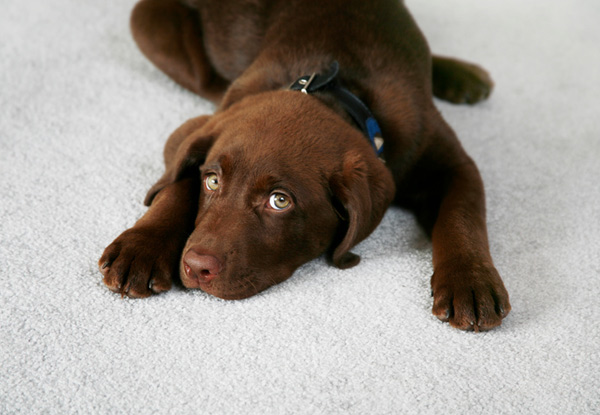 Professional Dry Carpet Cleaning Using Biodegradable Products for Two Bedroom Home - Options for Three or Four Bedroom