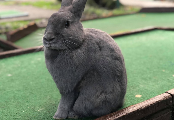 Bunny Rabbits & Family Fun Playing One Round Daytime Mini Golf - Options for Adult, Child or Family Pass