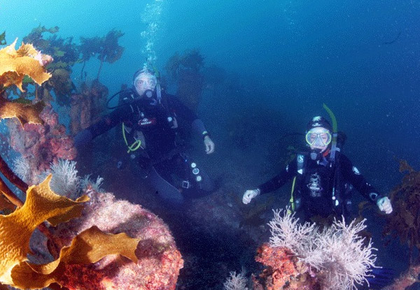 Open Water Diving Course incl. Full Gear Hire Kit & Four Dives in a Marine Reserve for One Person with Options for Two People - Option for Fin, Snorkel & Mask Set