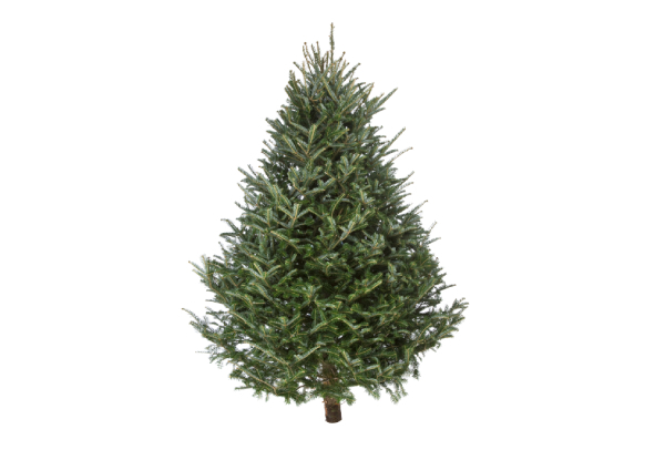 Fresh Christmas Tree - Three Sizes & Pick-up Locations Available (Auckland Only) - Option to Include Stand