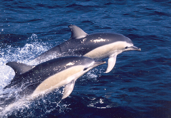 Adult Ticket for an Auckland Dolphin Cruise incl. Lunch - Option for Child's Ticket or Family Pass