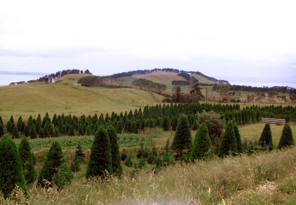 Fresh Christmas Tree - Three Sizes & Pick-up Locations Available (Auckland Only) - Option to Include Stand