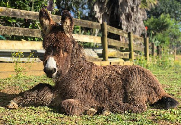 All Day Entry to Kiwi Valley Farm for One Adult - Option for Family Pass