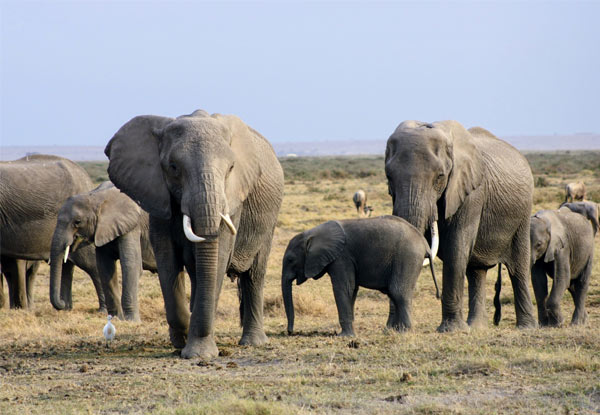 Per-Person, Family-Share Seven-Night African Safari Package incl. Accommodation, Main Meals, Elephant Orphanage Visit, Giraffe Sanctuary, 4x4 Game Drive & More