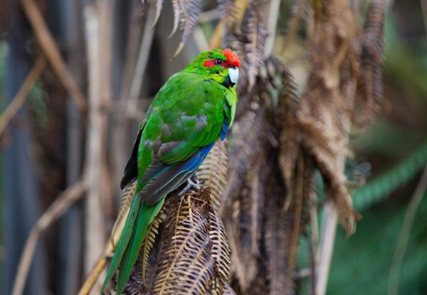 Family Pass to the Otorohanga Kiwi House & Native Bird Park