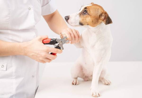 45-Minute Dapper Dog Full Luxury Grooming Package