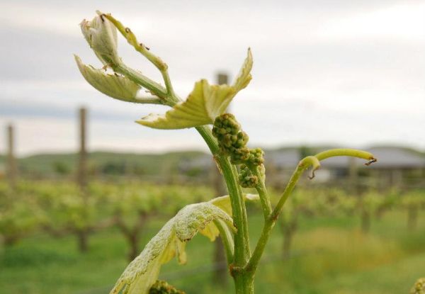 Hawkes Bay Wine & Vineyard Tour