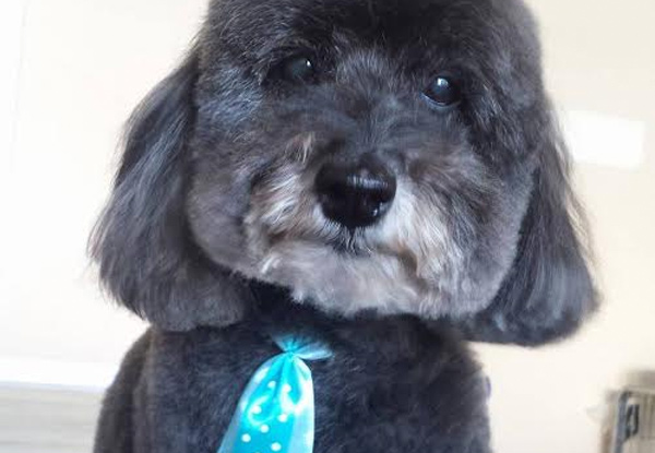 From $25 for a Dog Salon Bath incl. Oral Cleaning or Flea Treatment or from $55 for a Full Groom Service