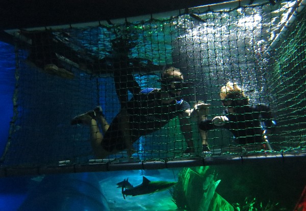 Shark Cage Adventure at SEA LIFE Kelly Tarlton’s