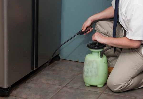 From $59 for Pest Control Services – Options incl. Flies, Spiders & Borer (value up to $250)
