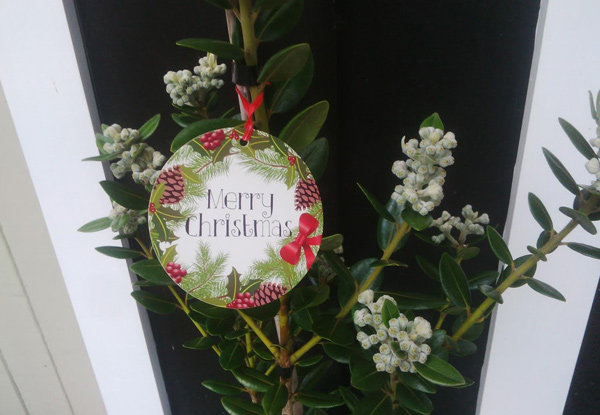 Indoor or Outdoor Native New Zealand Pohutukawa Tree