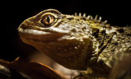 Pukaha National Wildlife Centre Pass - Options for Child, Adult, Senior or a Family Pass