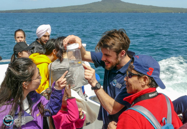 Auckland Whale & Dolphin Safari Adult Ticket 
- Option for Child Ticket Available