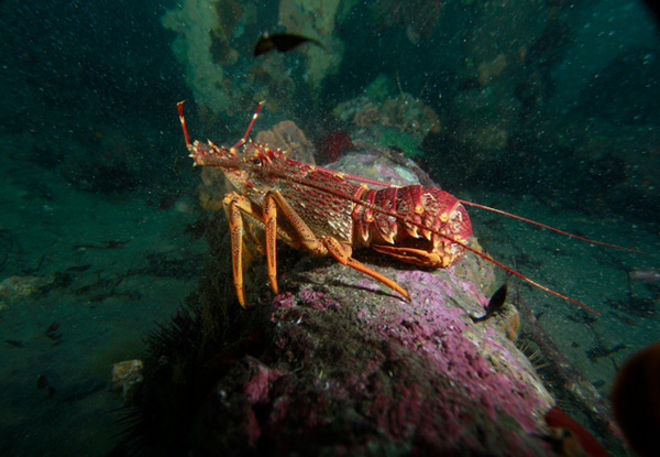 Scallop Season Diving for One - Option for Two People