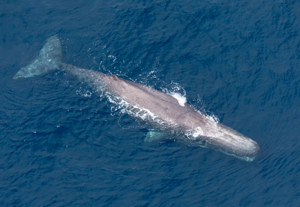 20% Off Adult Fares on a 30-Minute Whale Watch Flight - Option for Private Hire for up to Seven Passengers
