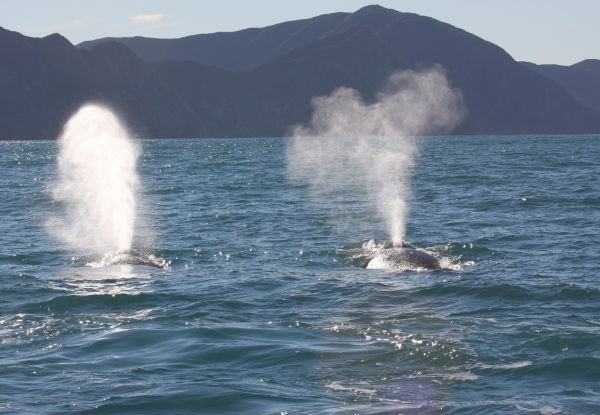 Whale Watching Tour Experience from Picton to Perano Whale Station