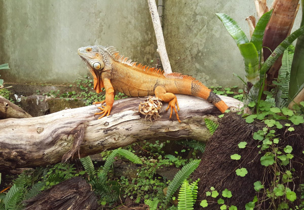 General Admission for NZ's Only Reptile Park  - Options for Adult, Child or Family Pass