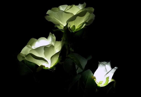 Waterproof Rose Flower Solar Garden Light - Four Colours Available & Option for Two