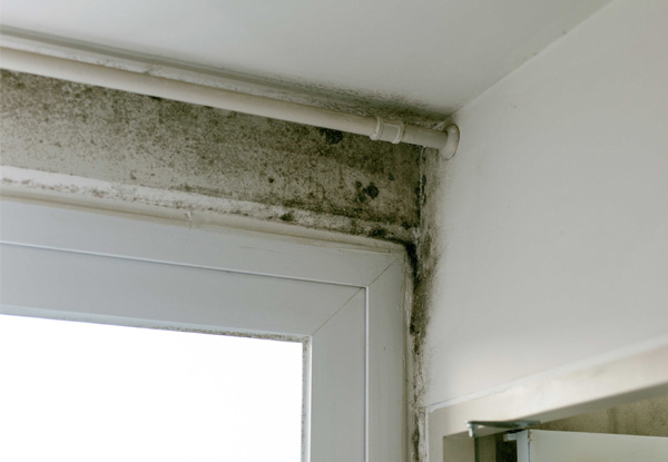 Mould Removal incl. Spore Fogging Treatment - Options for up to Five Rooms Available