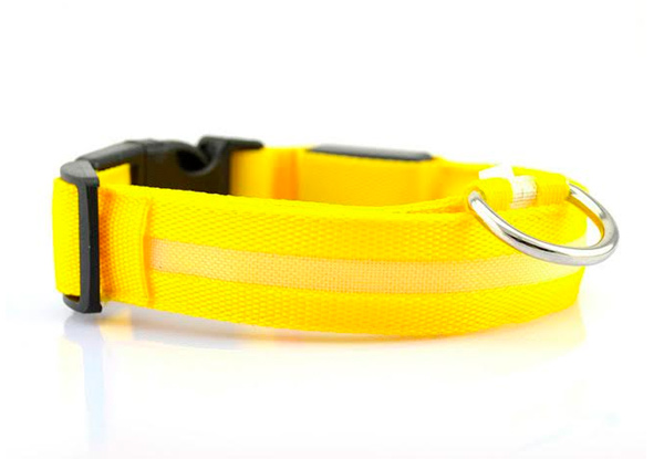 $11 for an LED Pet Collar - Various Colours Available