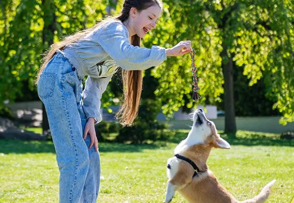 Dog's Retractable Interactive Flirt Toy Pole