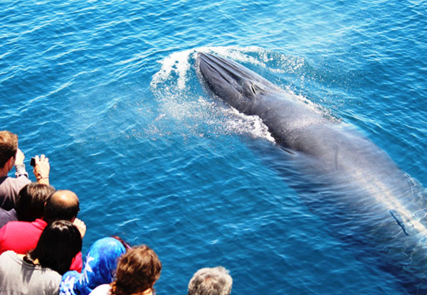 Auckland Whale & Dolphin Safari Ticket - Adult & Child Options Available