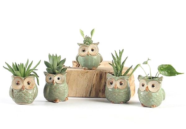 Two-Pack Mini Owl Ceramic Flowerpot - Option for Four-Pack with Free Delivery