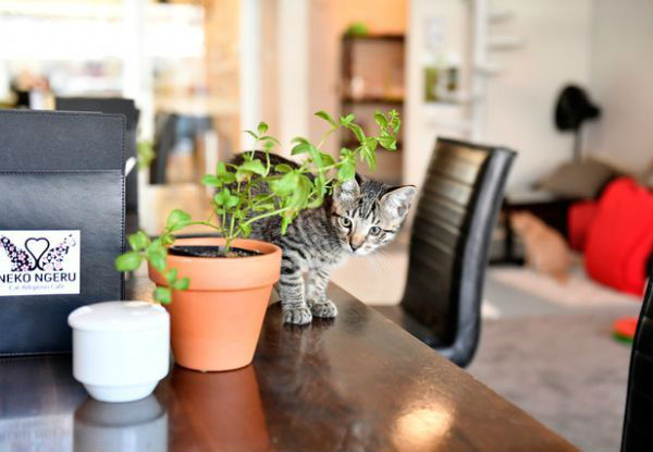 Cat Cuddles & Coffee incl. One-Hour in the Cat Room & One Regular Hot Drink for One-Person - Option for Two People Available