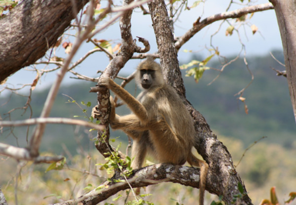 Per-Person Twin-Share for a Six-Night Climb Mount Kilimanjaro Summit Trek