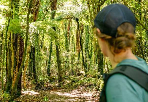 Queen Charlotte Track Day Walk with Cougar Line Cruise Transfers - Walk Furneaux Lodge to Punga Cove Resort - Options for Adult or Child