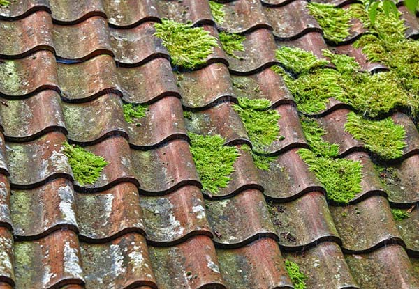 $99 for a Moss & Mould Roof Treatment (value up to $330)