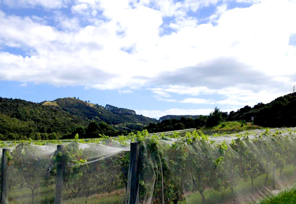 Wine Tastings at Three Vineyards on Waiheke Island incl. BBQ Tasting, Pick Up & Drop Off to the Ferry Terminal – Options for up to Eight People
