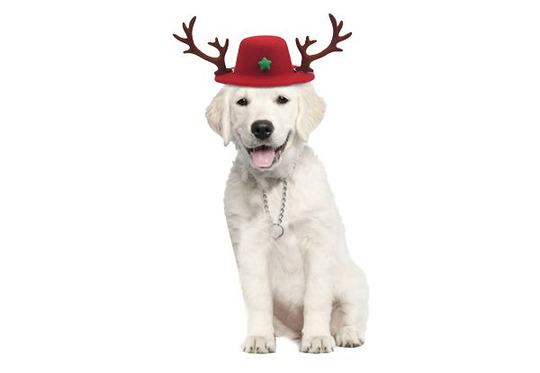 Pet Christmas Reindeer Antlers Hat - Available in Two Colours & Option for Two-Pack