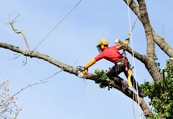 Six Man Hours of Professional Arborist Services (Three Men for a Two-Hour Duration) incl. Hedge Trimming, Tree Pruning, Difficult Tree Removal, Stump Grinding & Mulching