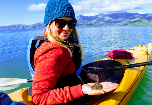 2.5 hour Guided Sea Kayaking Tour in Akaroa for One Person