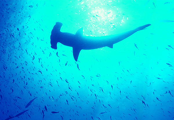 Premium Hammerhead Diving Experience for One Person incl. Dive Charter & Gear Hire - Option for Two People - Valid from 25th January 2020