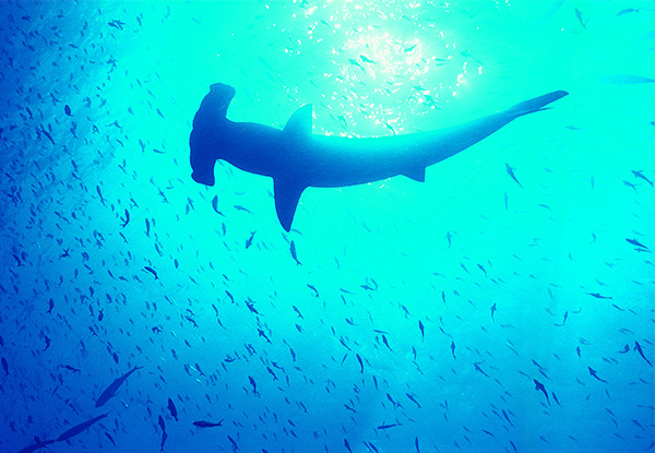 Premium Hammerhead Diving Experience incl. Dive Charter & Gear Hire