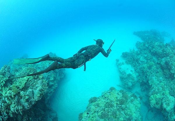 SSI Freediving Course & Spearfishing Charter Package for One - Options for Two People or Spearfishing Charter Available