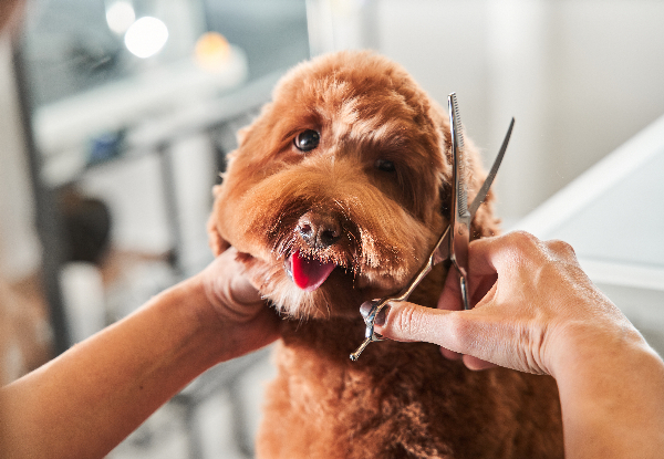 Basics of Dog Grooming Online Course