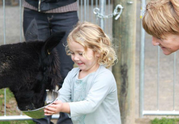 Alpaca Farm Tour For One Adult - Option for a Child Pass