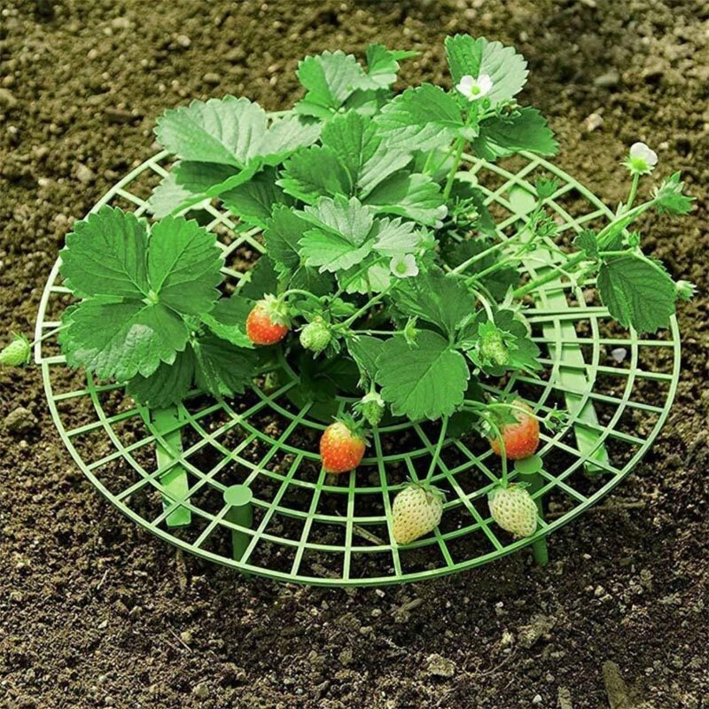 Five-Pack Strawberry Plant Support Tool