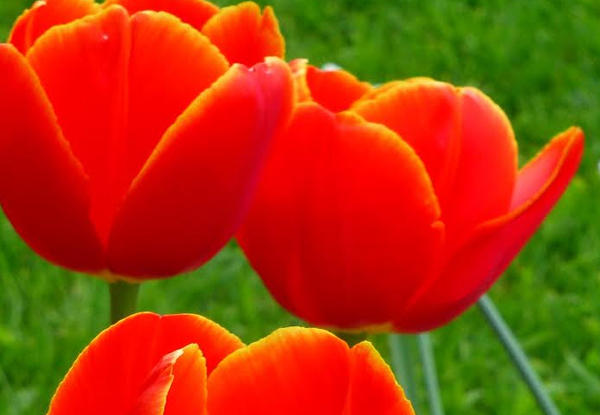 50 Mixed Colour Tulip Bulbs or 30 Single Colour Bulbs