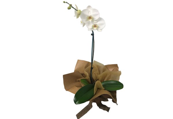 Phalaenopsis White Orchid - Options for Gift Wrapping or Ceramic Pot Available