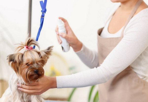 Ultimate Guide to Dog Grooming Online Course
