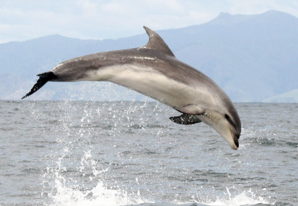 Wildlife Island Sanctuary & Dolphin Cruise - Options for One Adult & Child or Two Adults & Two Children