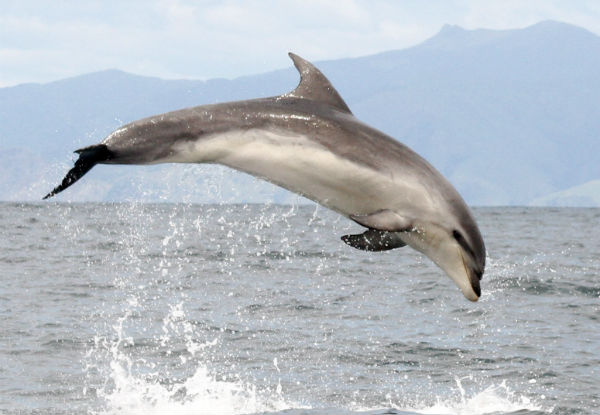 Wildlife Island Sanctuary & Dolphin Cruise for One Adult & Child - Option for Two Adults & Two Children