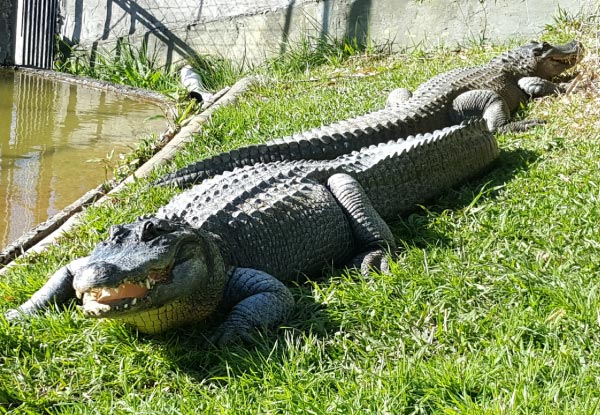 General Admission for NZ's Only Reptile Park  - Options for Adult, Child or Family Pass