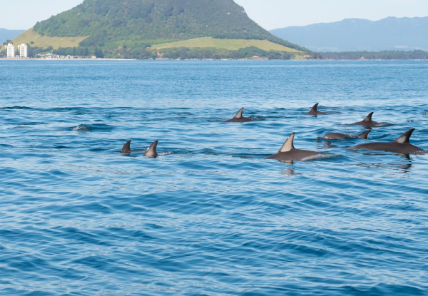 Wild Dolphin Encounter - Half-Day Wildlife Spring Cruise - Options for Adult, Children, Toddler or Family Pass