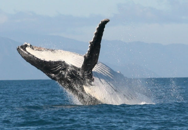 Whale Watching Tour Experience from Picton to Perano Whale Station